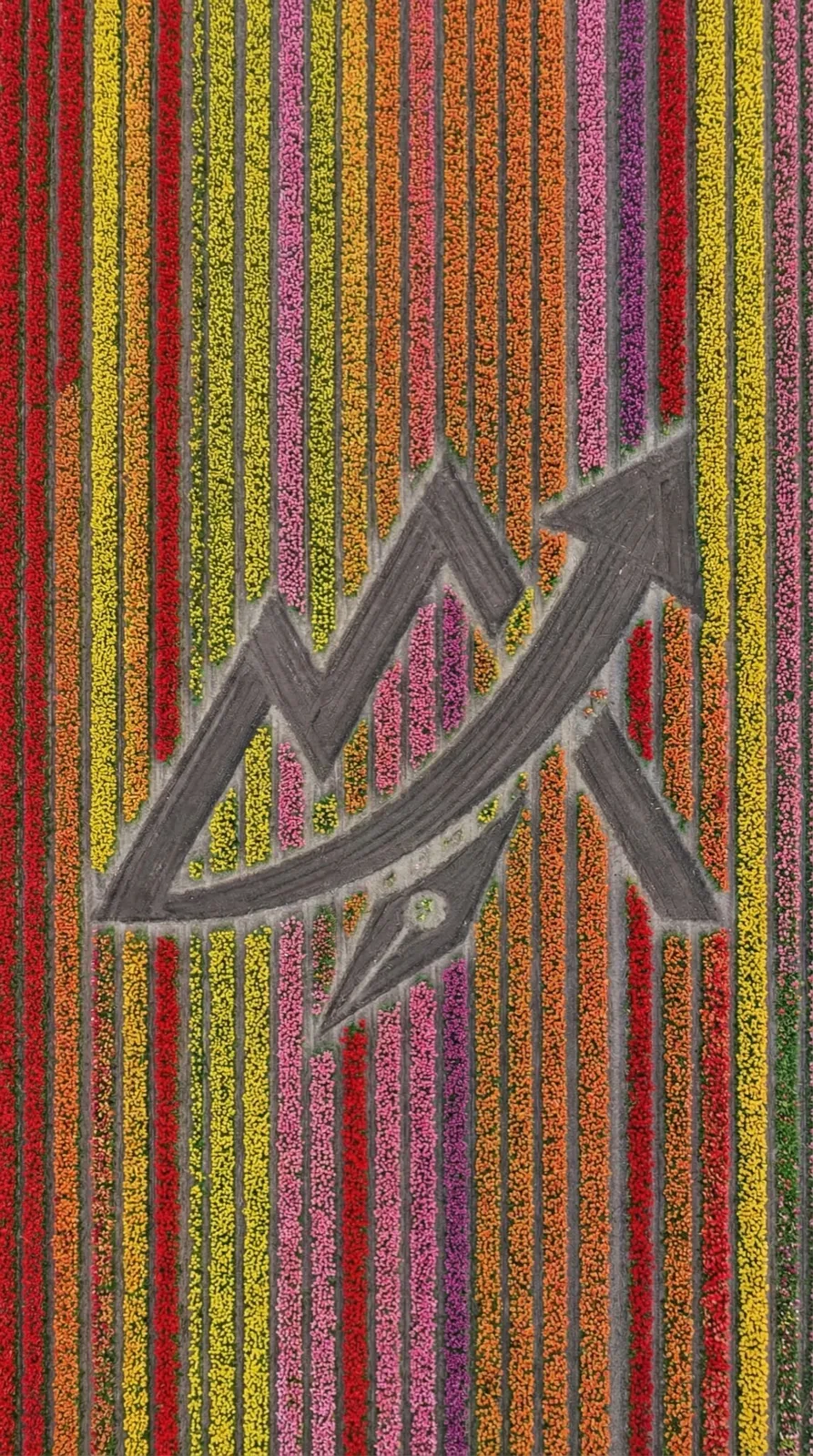 Das Logo als Kunstwerk, angelegt in einem Tulpenfeld.